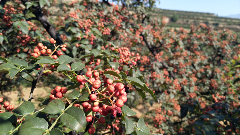 圖片12.png 圖片12.png