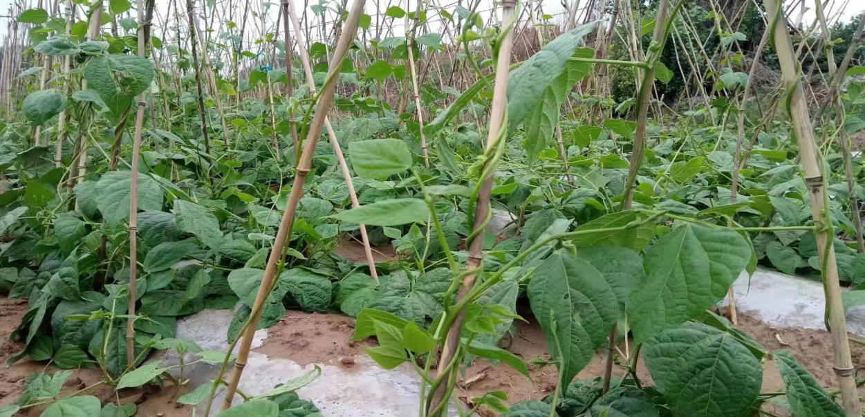 圖片8.png 圖片8.png